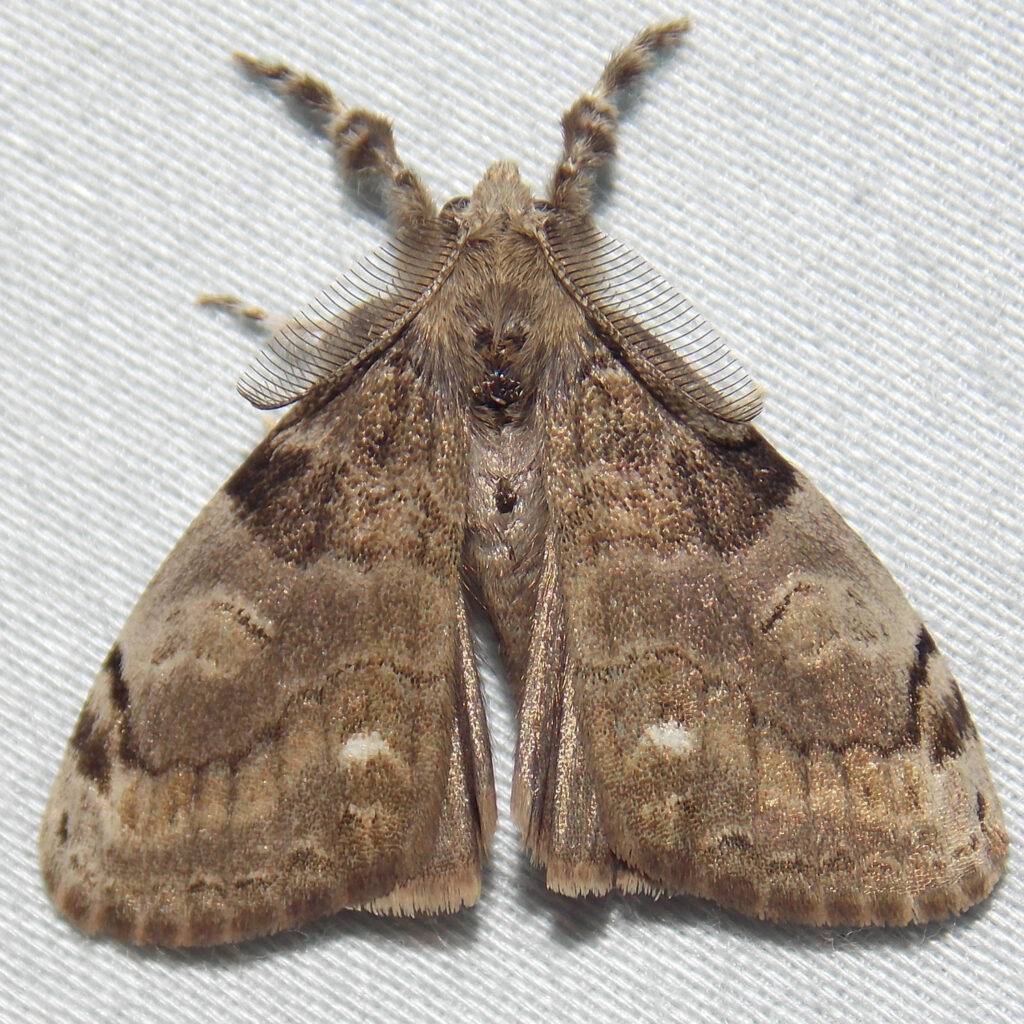 White Marked Tussock Moth