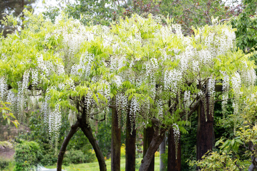 flower names