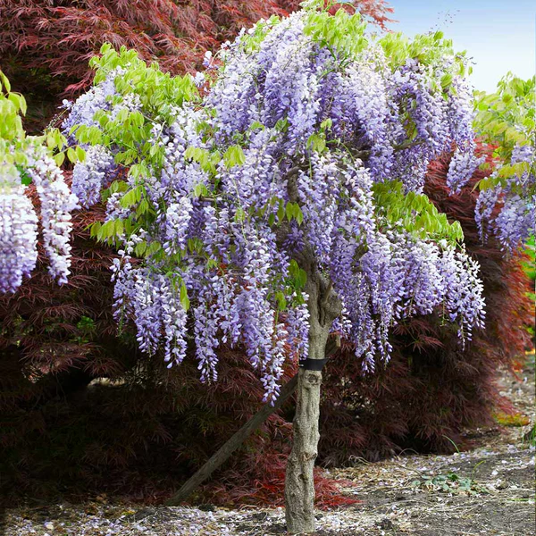 purple flowers