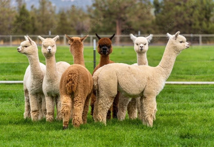 alpacas