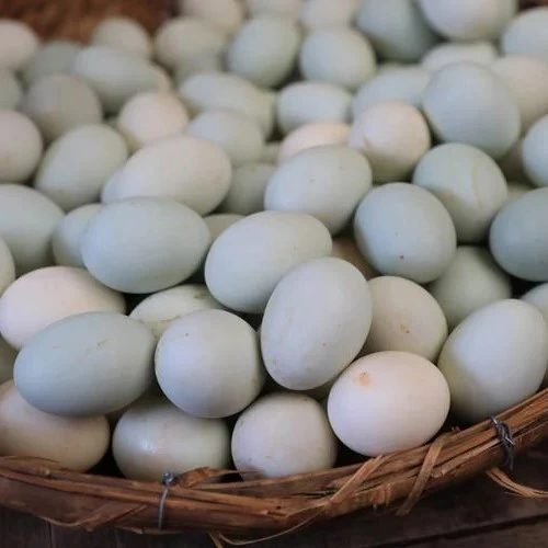 ancona duck eggs 1