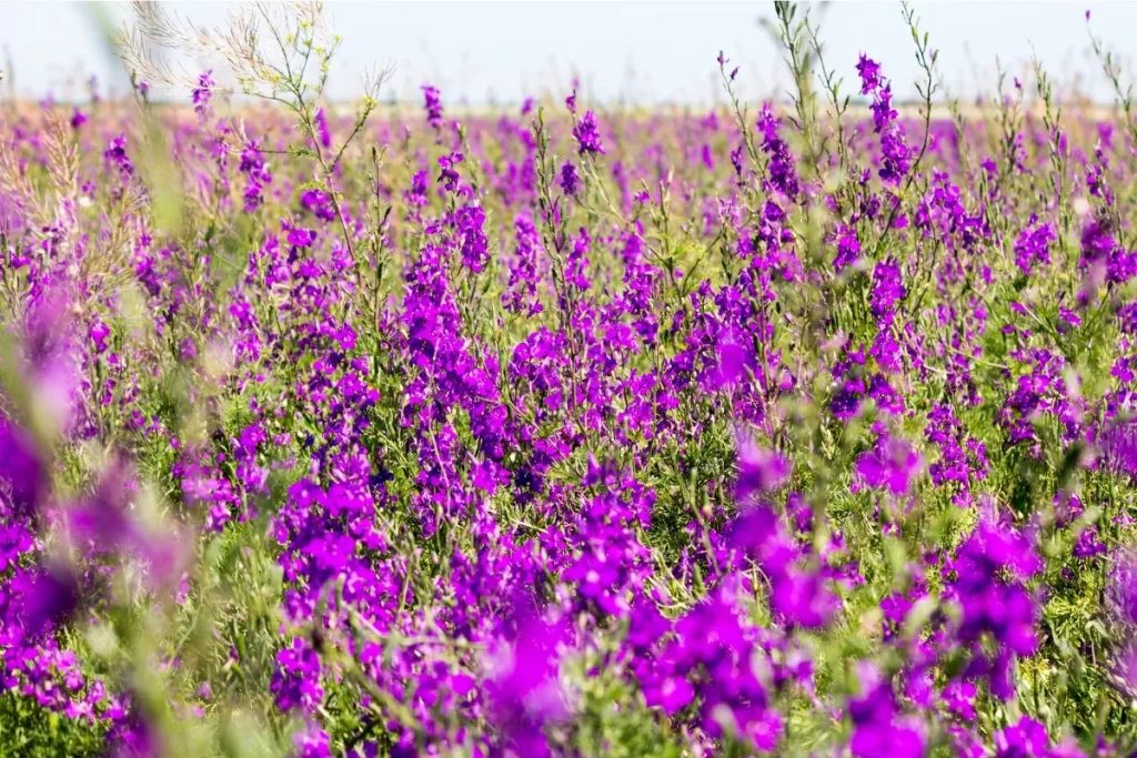 purple flowers