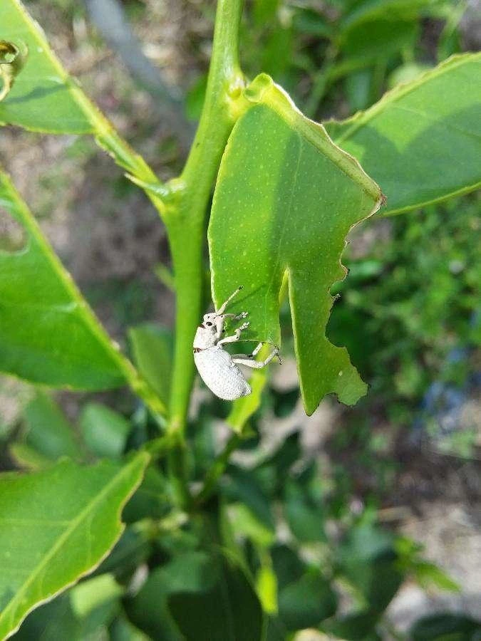 broad nosed weevils citrus 1707493495