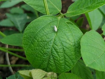 broad nosed weevils soybean