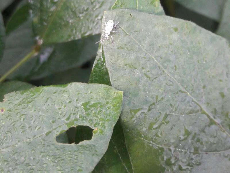 broad nosed weevils