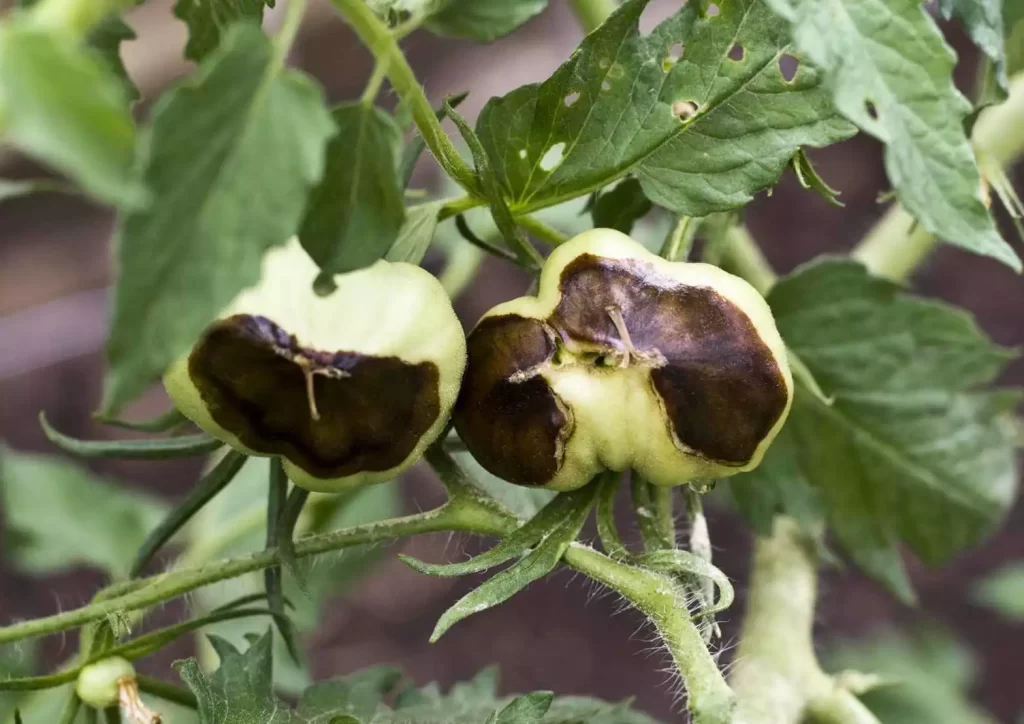 calcium deficiencty in tomato fruit black blossom end rot 1568x1109 1