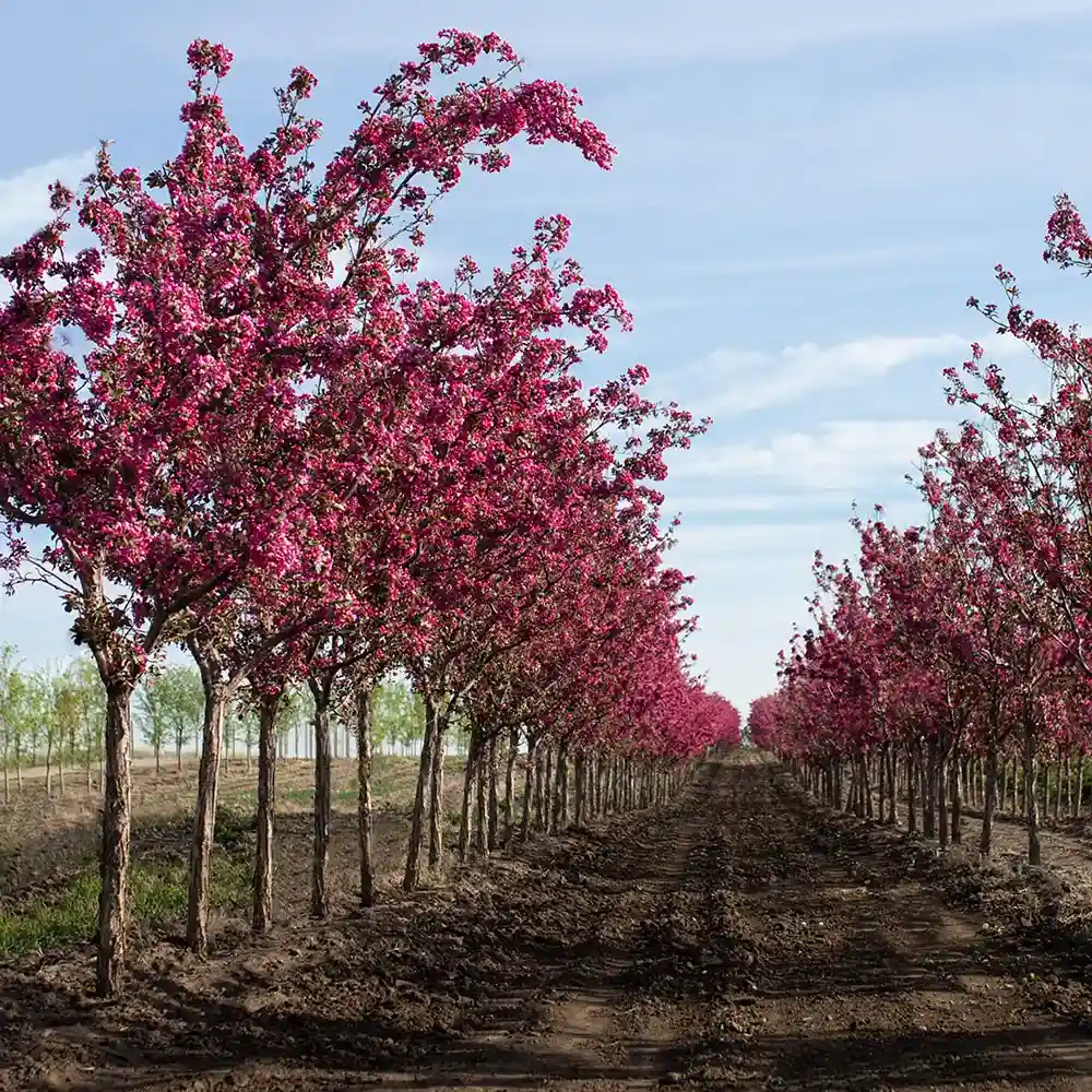 crabapple tree