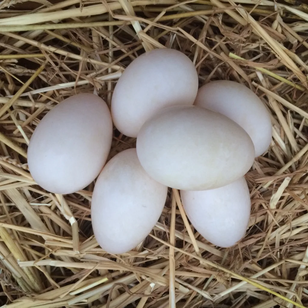 duck eggs