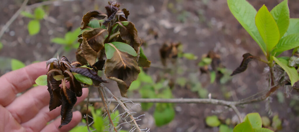 frost damage