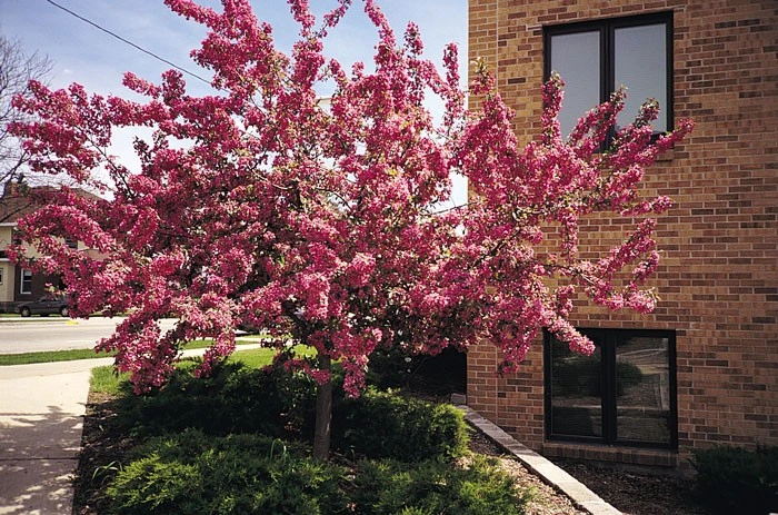 indian magic crabapple