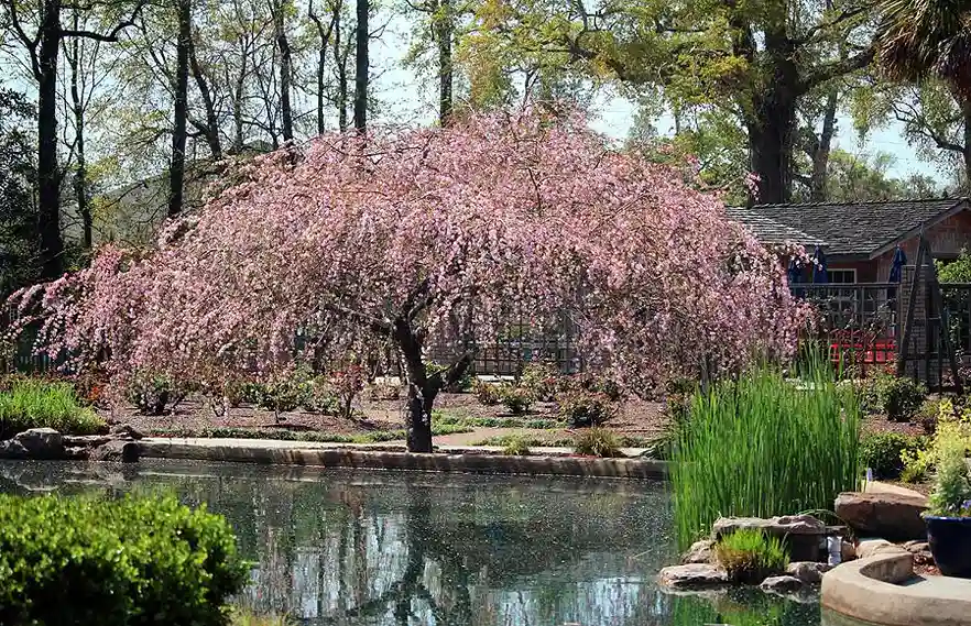 louisa weeping crabapple cynthia