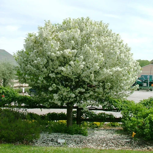 Crabapple Tree

