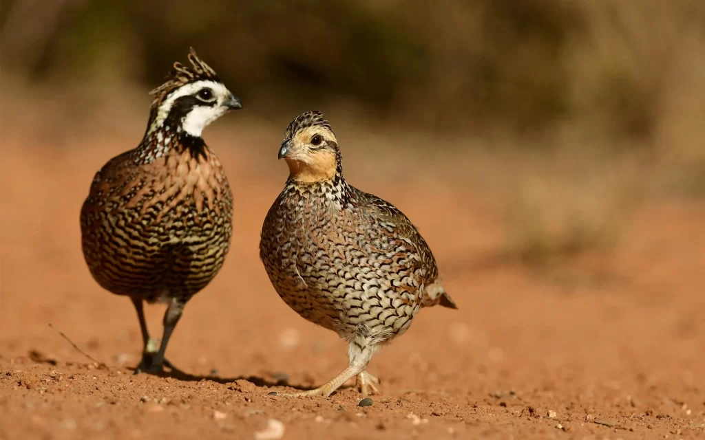 quail