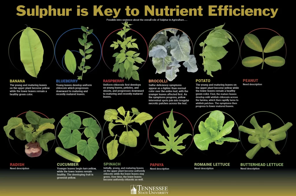 Sulfur Deficiency