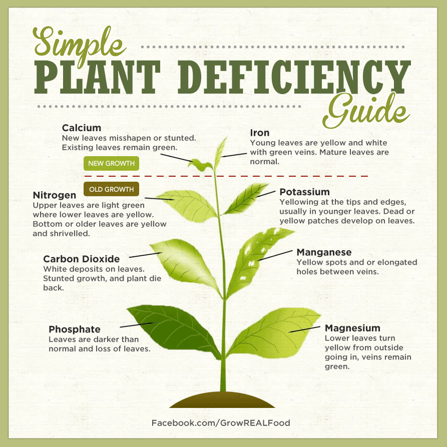 simple plant deficiency guide