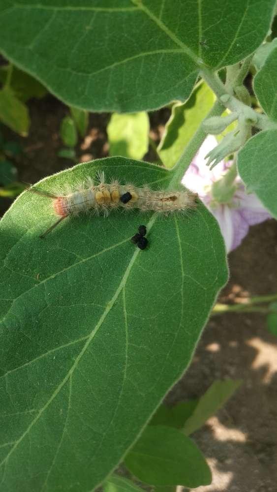 tussock moths eggplant