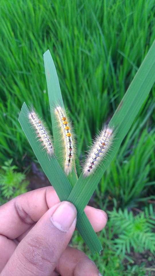 tussock moths rice