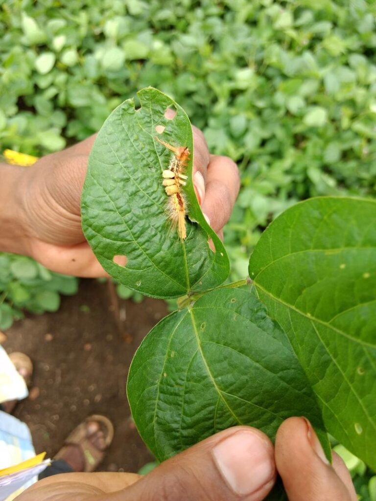 tussock moths soybean