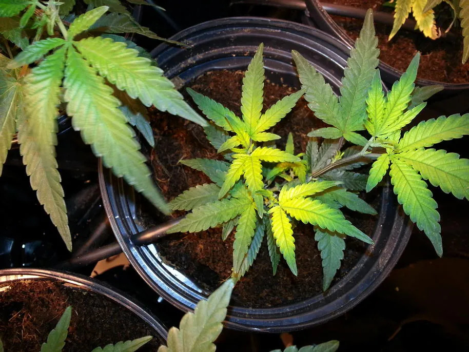 yellowing marijuana leaves sulfer deficiency 1