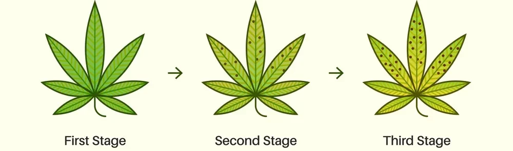 Manganese Deficiency in Plants