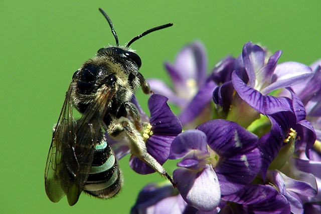 Alkali bee