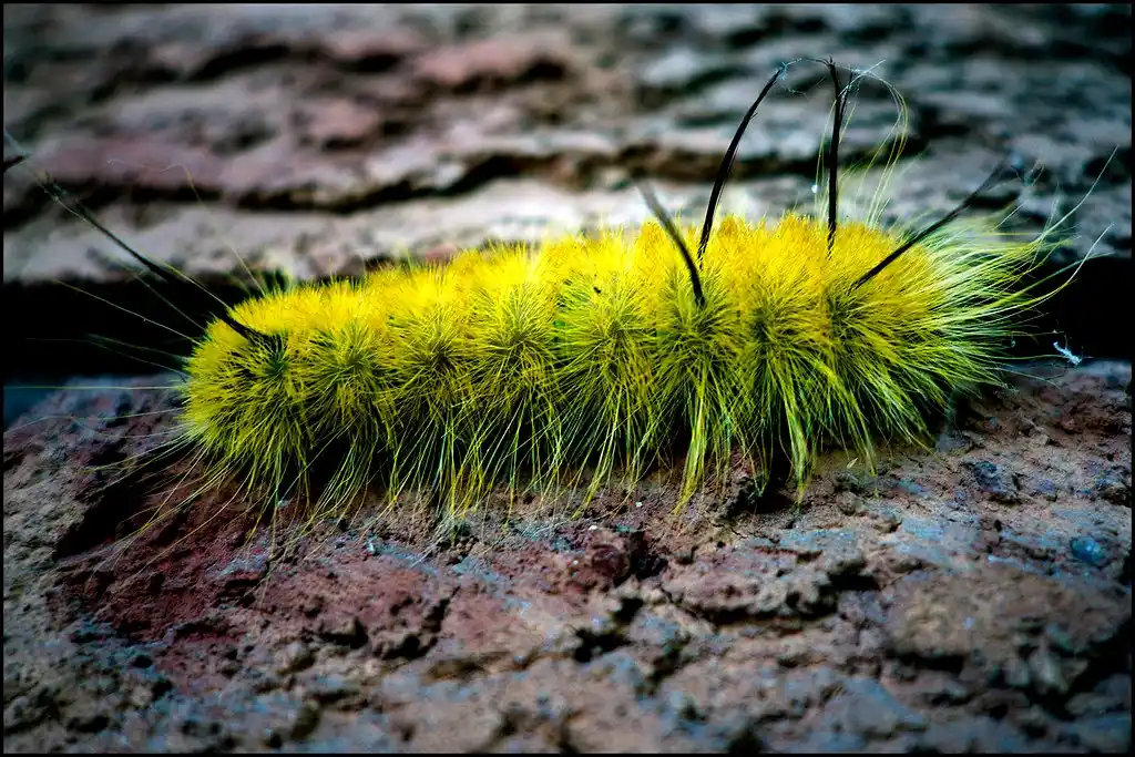 American Dagger Moth Caterpillar 1 11zon