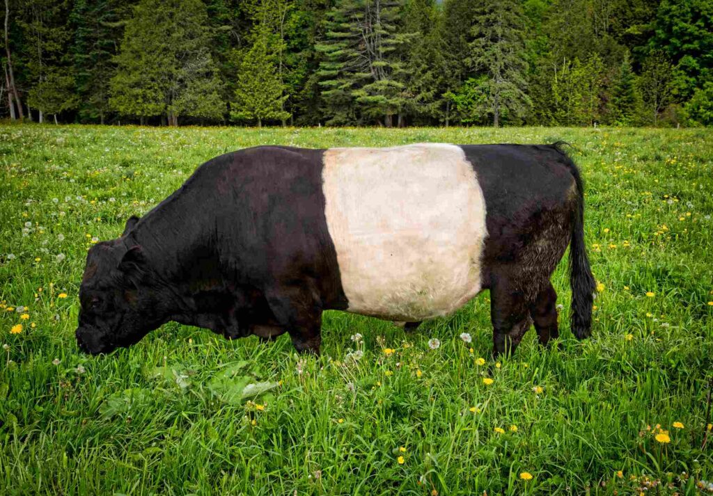 Belted Galloway