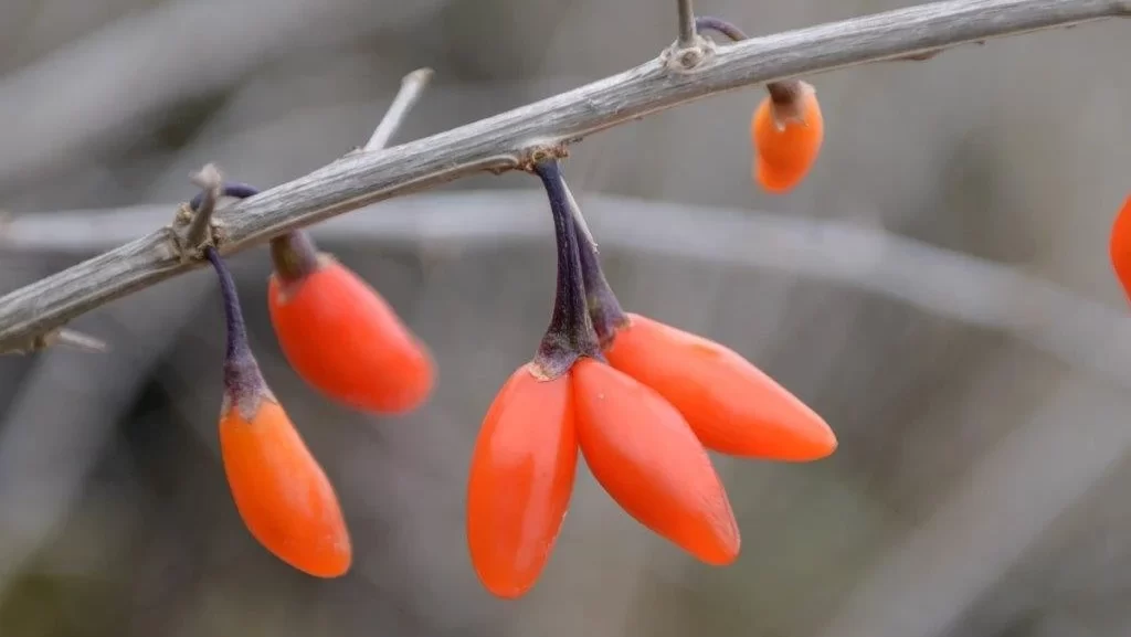 Goji Berry Plant