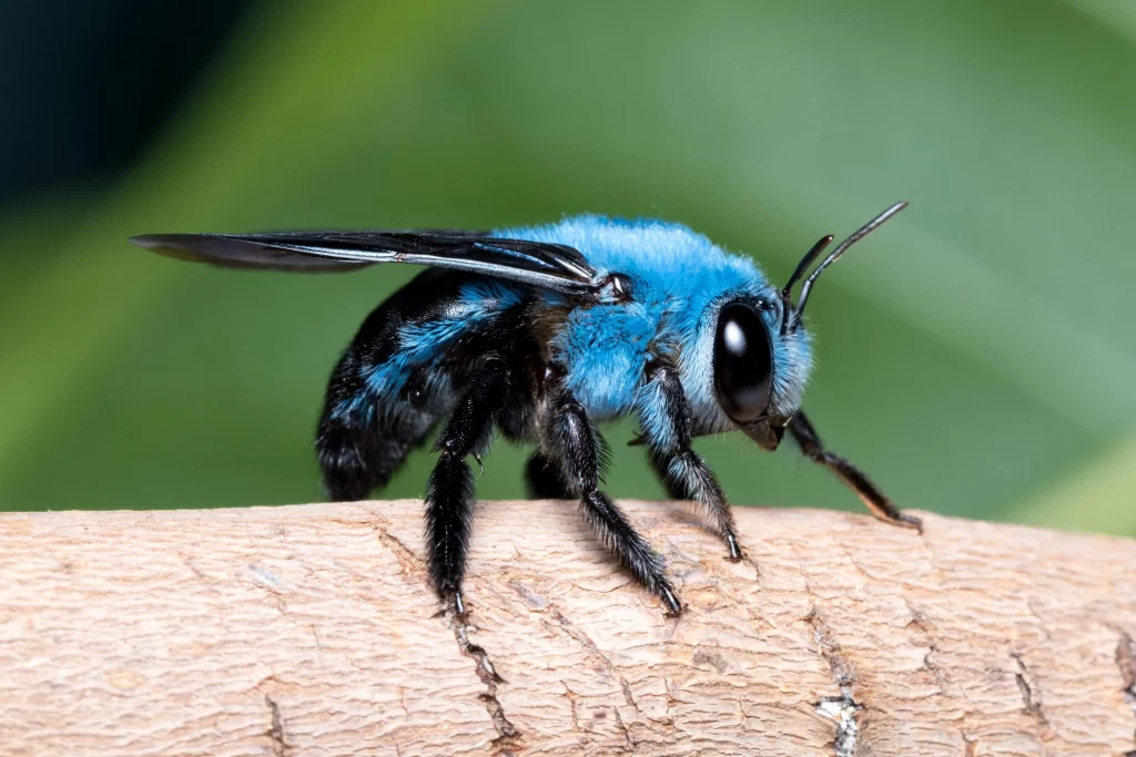 Blue Orchard Bee