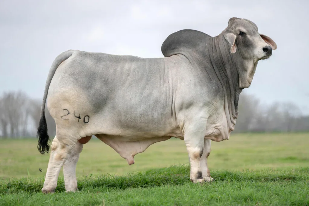 Brahman