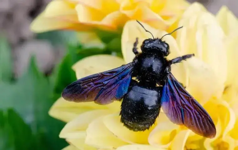 Carpenter Bee