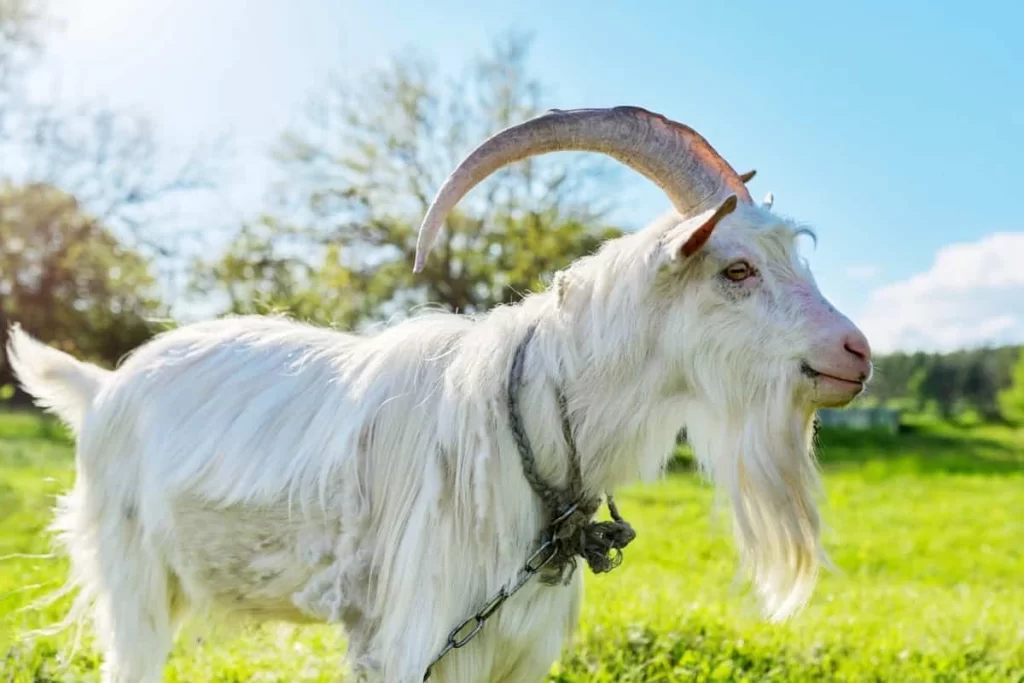 Cashmere Goat Characteristics3