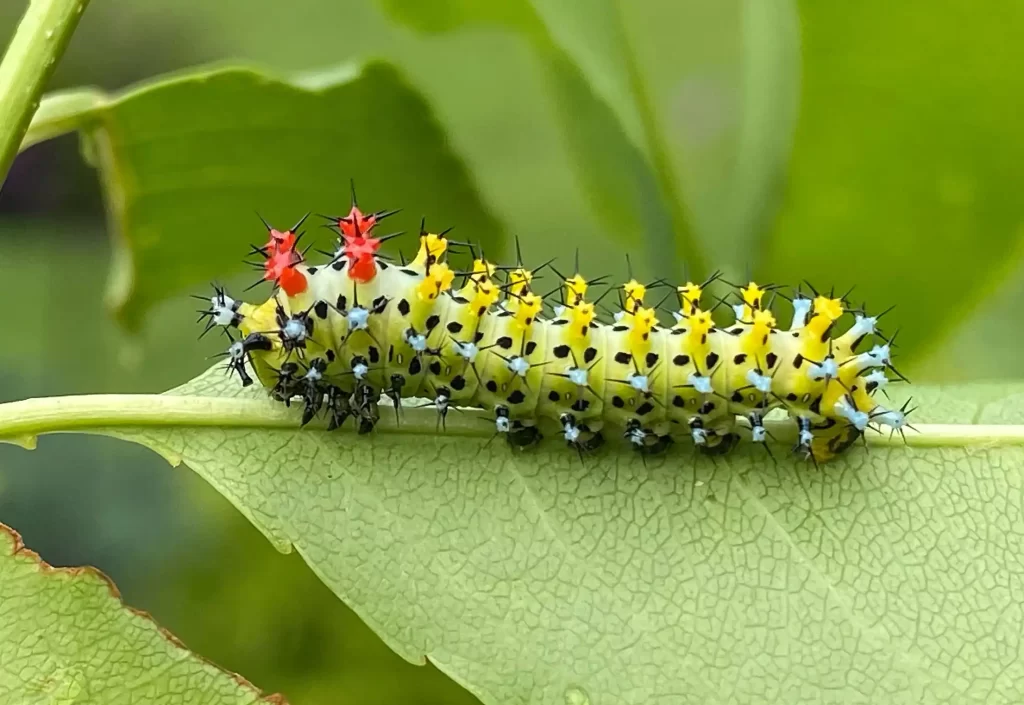 Cecropia Moth Caterpillar