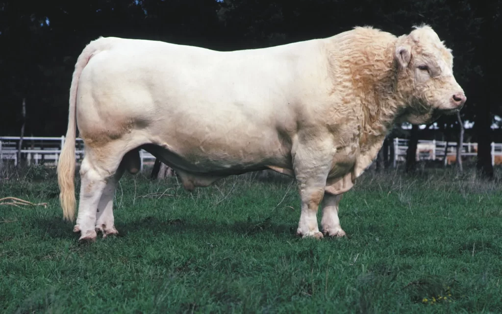 Charolais bull