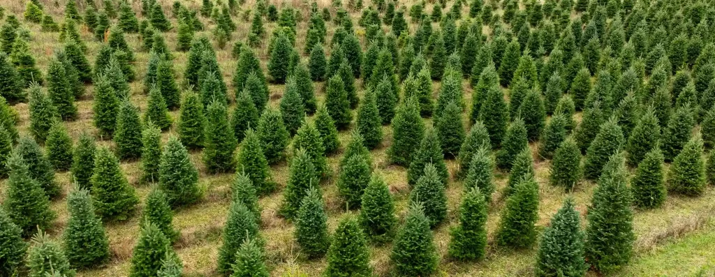 how to start a christmas tree farm