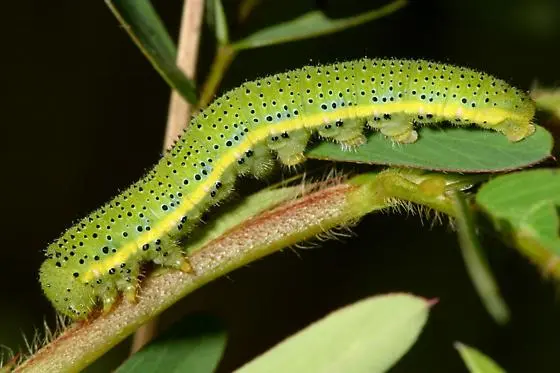 Cloudless Sulphur Caterpillar