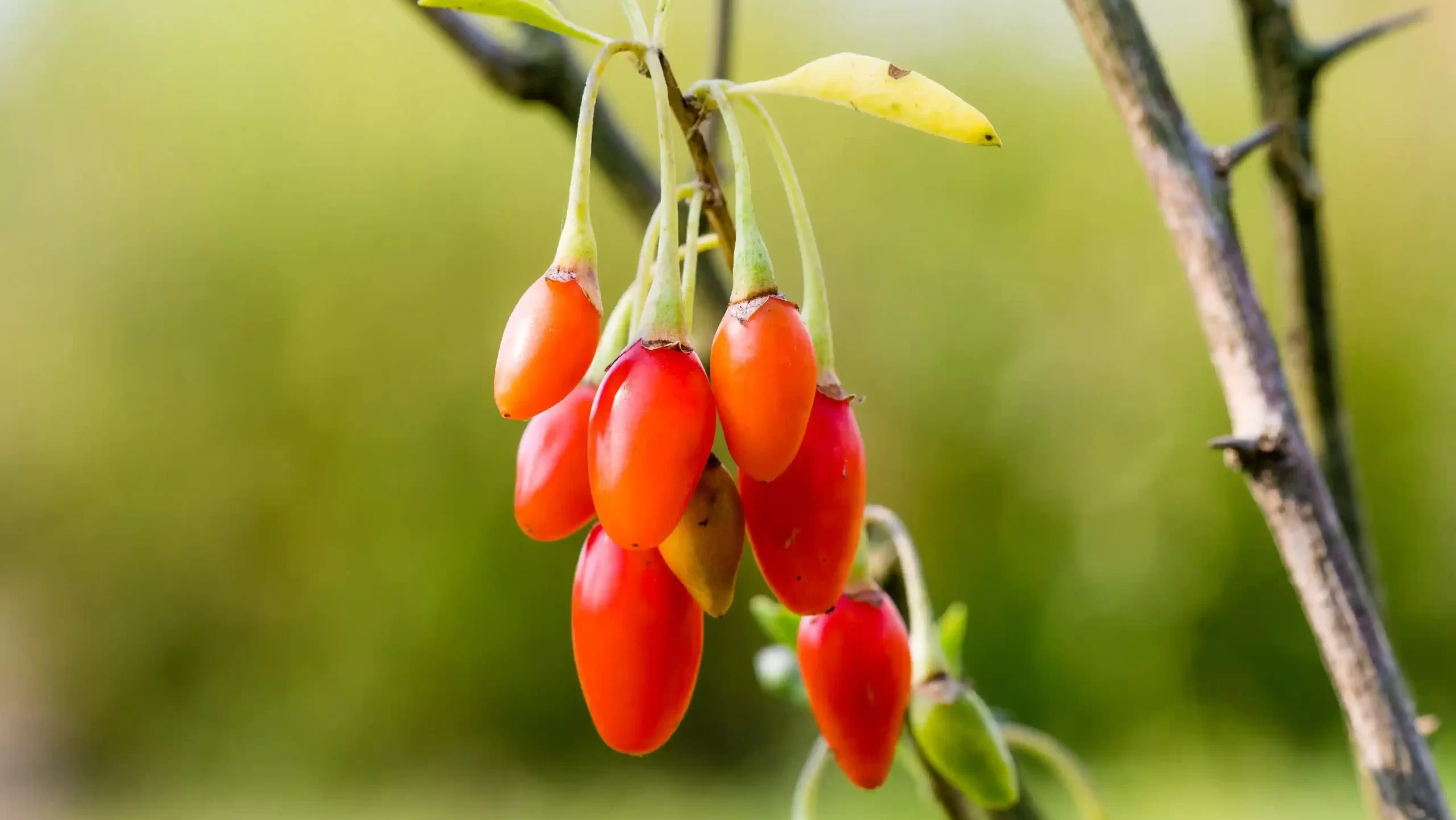 Goji Berry Plant