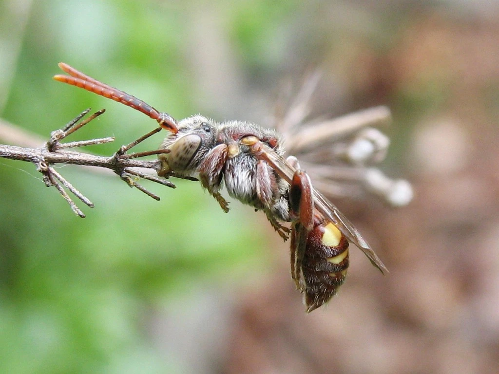 Cuckoo bee