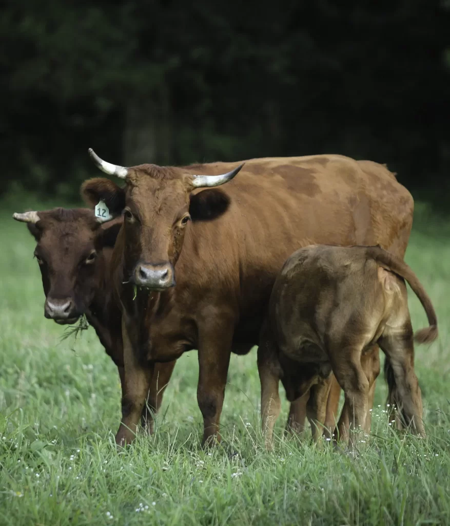 Miniature Cattle Breeds