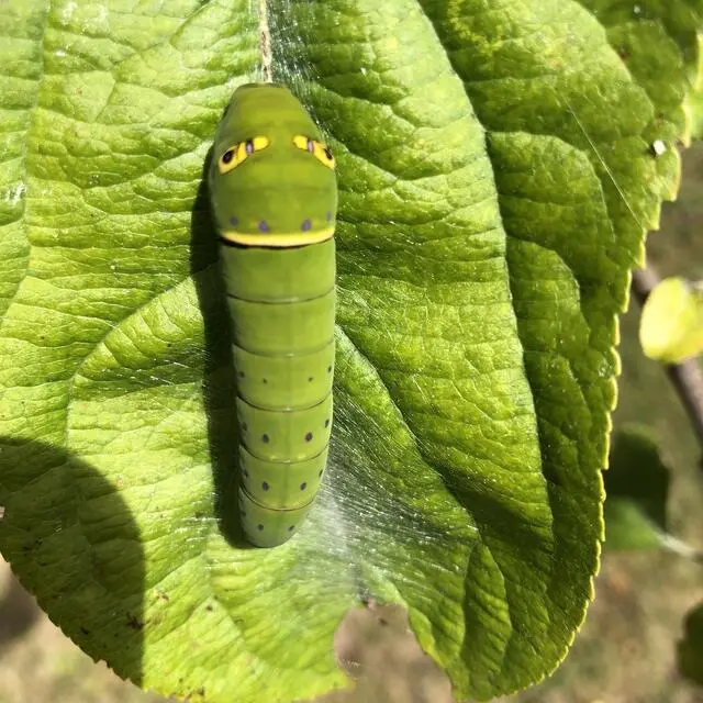 Eastern Tiger Swallowtail Caterpillar