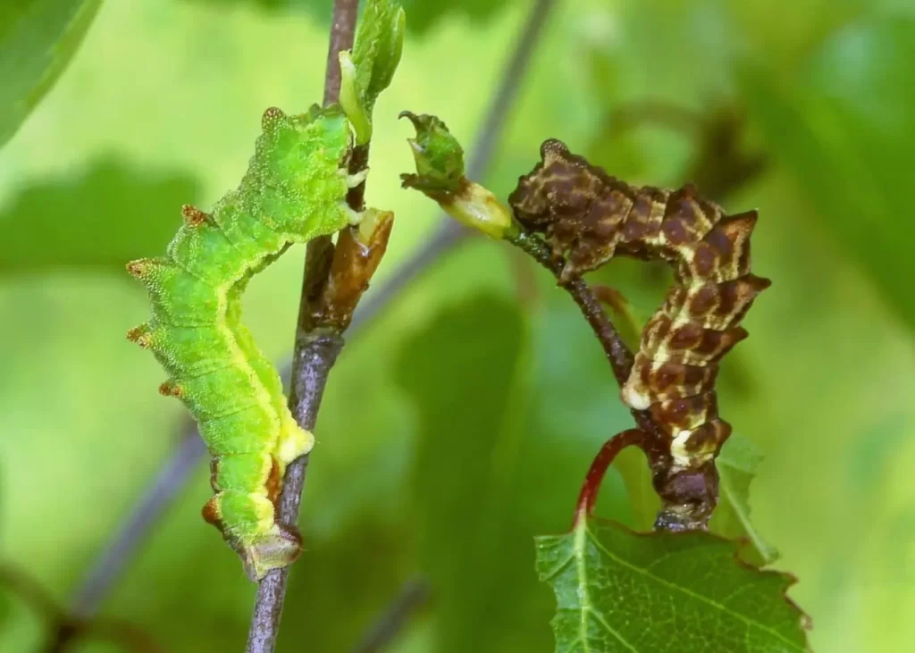 Emerald Moth Caterpillar