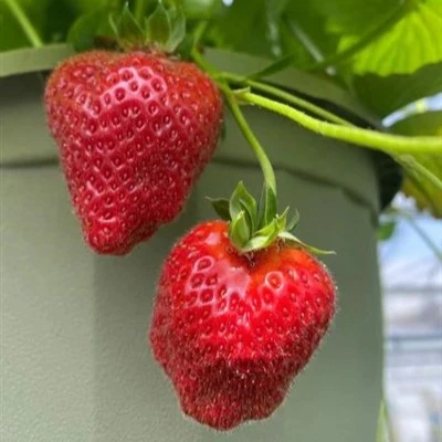 FragariahybridEversweetStrawberry 1