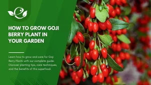 Goji Berry Plant