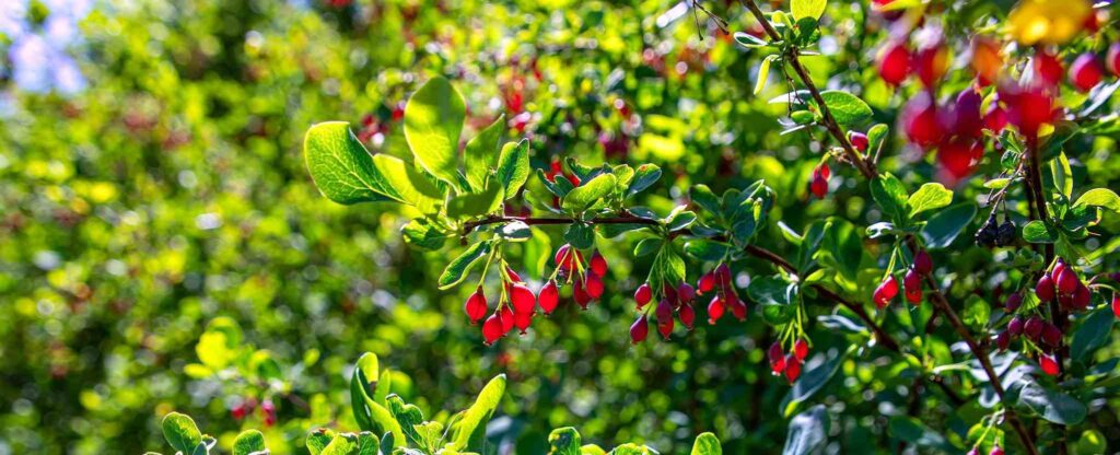 Goji Berry Plant