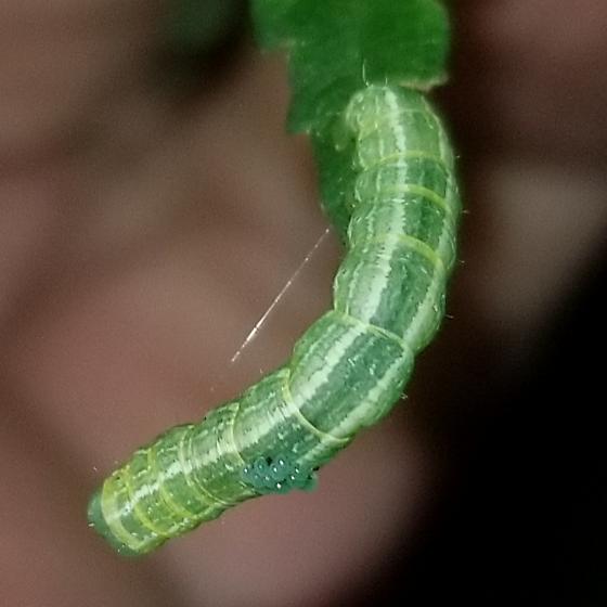 Green Cloverworm Caterpillar