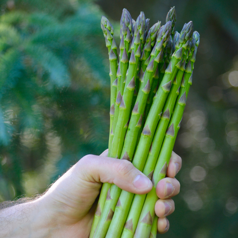 how to grow asparagus