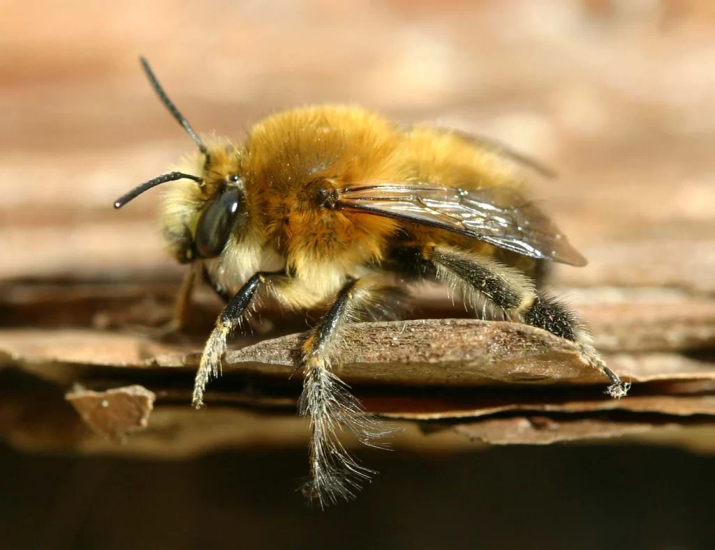 Hairy Footed Flower Bee