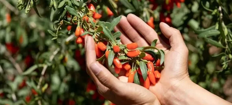 Harvesting and Using Goji Berries e1734674895260