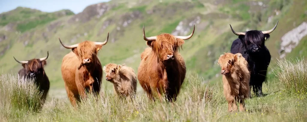 Highland Cattle