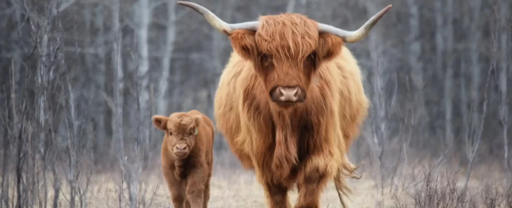 Highland Cattle